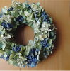 ブルー系の紫陽花たち「愛しの紫陽花」