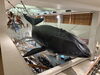 迫力満点のクジラがお出迎え「くじら博物館＆くじらショーで「海の世界」を体感しました」