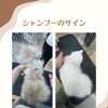 岡山　猫専門サロン　シャンプーすることで変わること