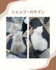 シャンプー前の猫ちゃん「岡山　猫専門サロン　シャンプーすることで変わること」