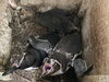 テン・ナミコと5月23日孵化個体（6月29日撮影）「フンボルトペンギンのヒナが生まれました！」