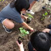 野菜の苗を植えました🥕