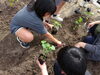 「野菜の苗を植えました🥕」