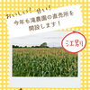 今年も滝農園の直売所を開設します！江別・篠津で採れたてとうもろこしを販売予定🌽