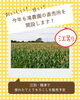 「今年も滝農園の直売所を開設します！江別・篠津で採れたてとうもろこしを販売予定🌽」