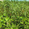 道ばたの草むらにひっそり立つ、茶色い棒のような植物