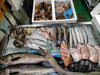 令和8年7月11日店内「📣本日のお魚情報🐟」
