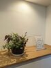サロン内は植物がいっぱい🍀「施術者の志直(しなお)と申します」