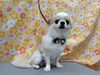 トリミングでさらに輝く愛犬の笑顔「楽しい【どっぐさろんあきゅ　小型犬専門　トリミング　ペットサロン　京都市南区上鳥羽】」