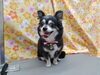 🌺ハワイアンな背景でポーズ🐾「毛の中に溜まっていた毛【どっぐさろんあきゅ　小型犬専門　トリミング　ペットサロン　京都市南区上鳥羽】」