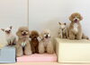 おもち♡きぃ♡ルルちゃん♡ハッピーちゃん♡とろろ♡ソル「ましゅまろ幼稚園🐾＆お散歩について」