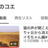 【静岡市清水区】よもぎ蒸しサロン店主のマイブーム｜ネコ動画と“がんばらない温活”