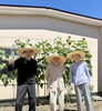 太陽の下、皆様と実りを分かち合い「ホームのひまわりが咲き始めました」