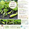 健康的な夏野菜ユウガオの成長！