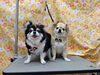 カメラ目線もバッチリ！キュート「歯磨きの日常ケアのお手伝い【どっぐさろんあきゅ　小型犬専門　トリミング　ペットサロン　京都市南区上鳥羽】」