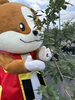 わん丸君でごさる！「わん丸君参上！【犬山市観光農園　ブルーベリーポケット】」