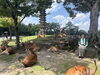 古都の風格薫る風景「奈良・東大寺へ下見に行ってきました」