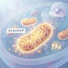 ダイエットにも体質改善にも！エネルギー代謝の核心はここにある！【荒川区/東日暮里　フィーリングス日暮里整体院 】