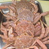 夏の贅沢海鮮！毛ガニ丸ごと＆岩牡蠣のご案内