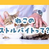 病院で『尿路結石』と診断されたら！？うちの猫は大丈夫？