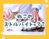 「病院で『尿路結石』と診断されたら！？うちの猫は大丈夫？」