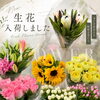 季節の生花いろいろ入荷しました（ユリ＆プロテア推し）