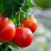 ベランダで育てやすい野菜ランキング！初心者にもおすすめの5選