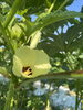 「NO166 この花の正体は？」