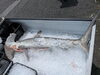「舞鶴港で水揚げされたサメや旬の魚たちが、わんにゃんのおやつに」