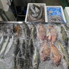 📣本日のお魚情報🐟