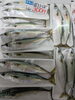 「舞鶴産生さば1パック300円＆ロシア産ウニ数量限定入荷」