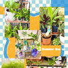 夏にオススメの観葉植物