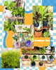 「夏にオススメの観葉植物」