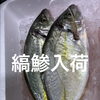 縞鯵再び入荷‼️