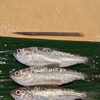 新鮮な旬魚「しんこ」の仕込みが始まりました