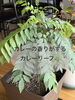 摘みたてスパイス香るカレーリーフ「蒸し暑さにそっと寄り添う、土曜限定スパイスカレー」