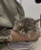 ドライヤー中のミヌエットさん「岡山猫専門サロン　初めてのサロンで爆睡⁉︎」