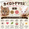 カイロトゲマウスの魅力紹介！