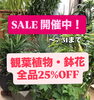 観葉植物セール開催中！ | 緑化フラワーセンター はなも本店のニュース 