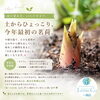 今年最初の茗荷、元気をもらえます！