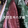 天然生キハダマグロ入荷/藤枝居酒屋/刺身/焼き鳥