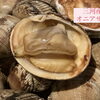 【本日のおすすめ】大ぶりのオニアサリ＆濃厚カキフライ入荷！｜江南市/居酒屋/幸乃家