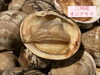 「【本日のおすすめ】大ぶりのオニアサリ＆濃厚カキフライ入荷！｜江南市/居酒屋/幸乃家」