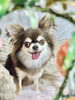 サラサラになったチワワちゃん「【新潟市】トイプードル・シーズーのトリミング頻度、月1回で足りてる?|「隠れ毛玉」ができる前に|トリミングサロンHappy Tail」