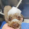 【新潟市】犬が足を舐め続けるのは肉球の「ムズムズ」かも|夏は洗う回数の見直しを|トリミングサロンHappy Tail