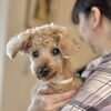 【新潟市】シニア犬がごはんを残す理由、「食欲」より「食べにくさ」かも｜トリミングサロンHappy Tail