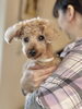 シニアのトイプードルちゃん「【新潟市】シニア犬がごはんを残す理由、「食欲」より「食べにくさ」かも｜トリミングサロンHappy Tail」