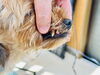 わんちゃんの歯をチェック「【新潟市】デンタルガム、実は「手で持ってあげる」もの?|トリマーが歯のチェックで気になったこと|トリミングサロンHappy Tail」