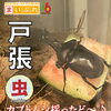 戸張地区公園でカブトムシ発見！夏の自然あそびを楽しもう