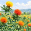 🌼 今日のはな｜ベニバナ（紅花）